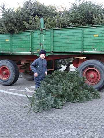 Weihnachtsbaum-Sammlung 2013