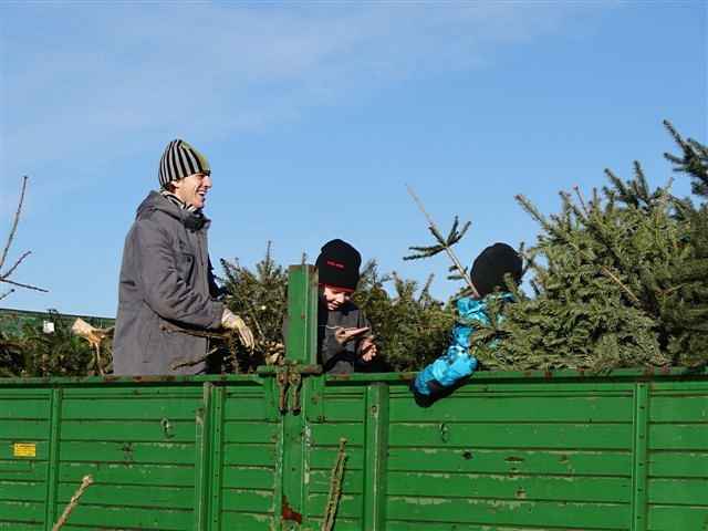 Weihnachtsbaum-Sammlung 2013