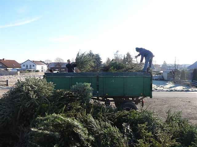 Weihnachtsbaum-Sammlung 2013