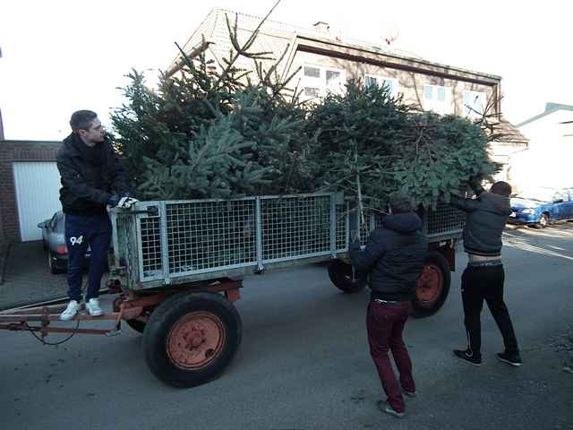 Weihnachtsbaum-Sammlung 2013