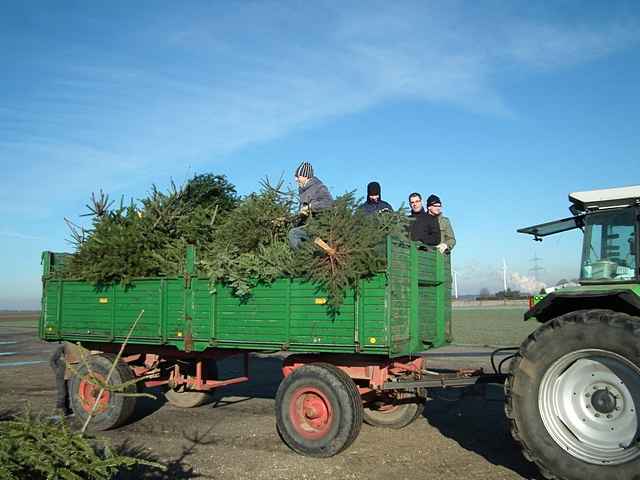 Weihnachtsbaum-Sammlung 2013