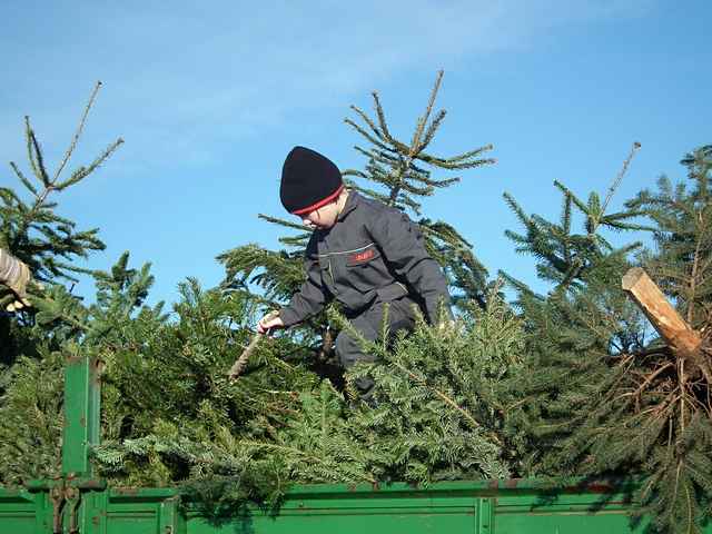 Weihnachtsbaum-Sammlung 2013