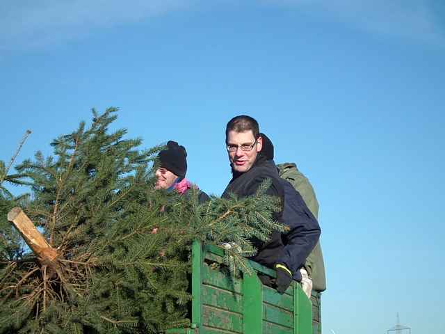 Weihnachtsbaum-Sammlung 2013