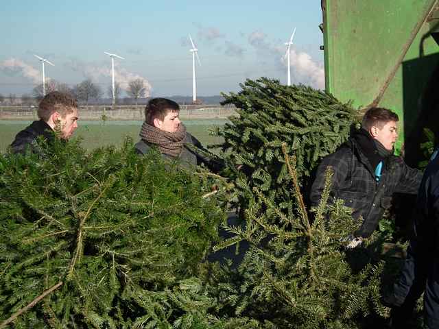 Weihnachtsbaum-Sammlung 2013