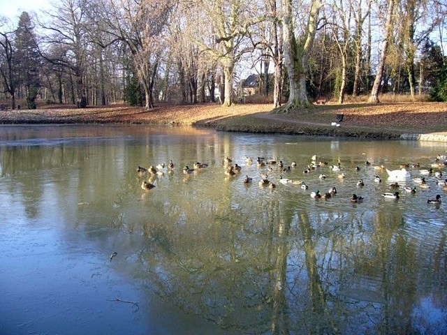 Winter im Park