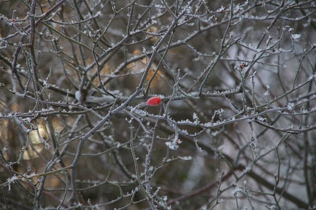 Winter 2009