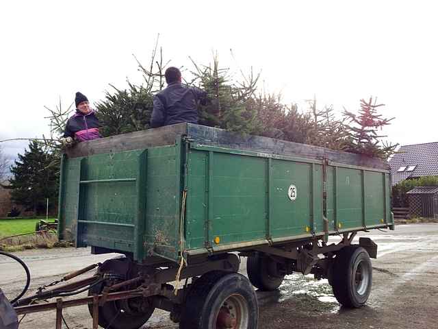 Weihnachtsbaum-Sammlung 2015