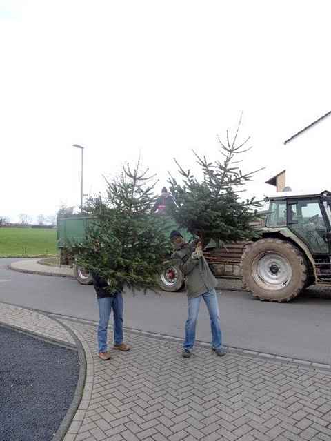 Weihnachtsbaum-Sammlung 2015