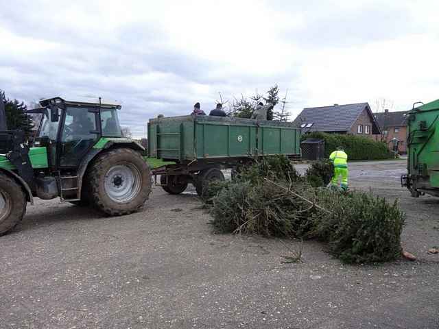 Weihnachtsbaum-Sammlung 2015