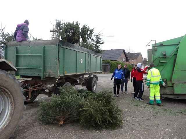 Weihnachtsbaum-Sammlung 2015