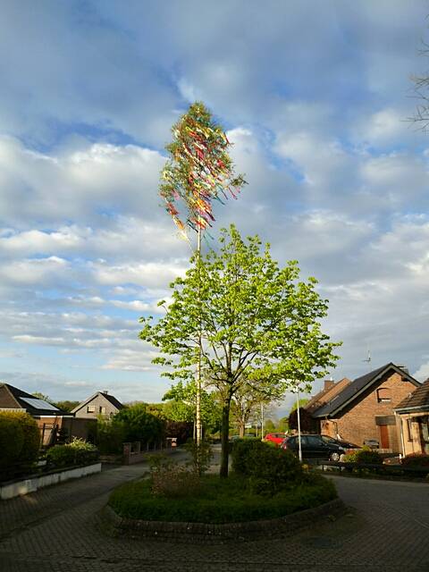 Maibaum der Mohle