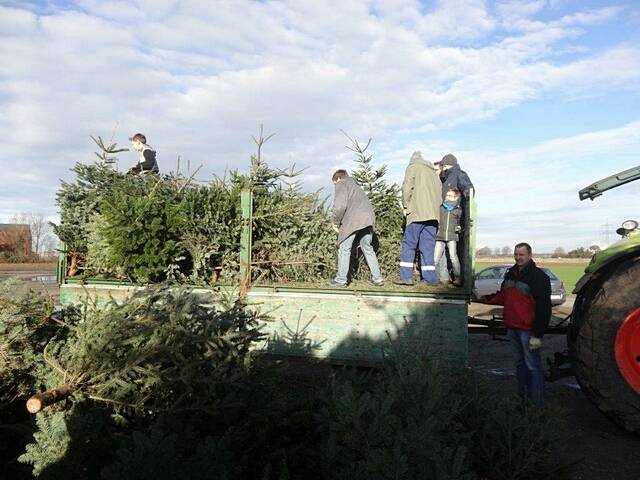 Weihnachtsbaum-Sammlung 2016