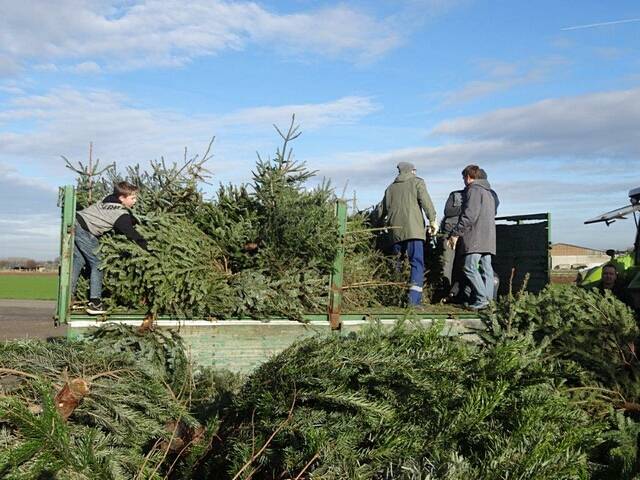 Weihnachtsbaum-Sammlung 2016