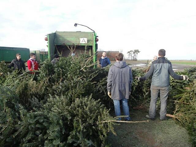 Weihnachtsbaum-Sammlung 2016