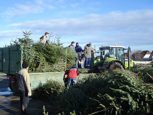 Weihnachtsbaum-Sammlung 2016