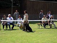 Eifelschau der Rottweiler