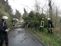 Baum blockierte Kelzer Busch