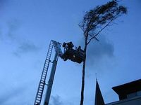 Maibaum angesägt