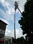 Maibaum der Feuerwehr