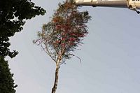 Maibaum der Feuerwehr