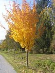 Herbst 2009