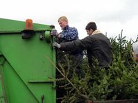 Weihnachtsbaum-Sammlung 2005