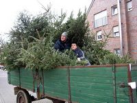 Weihnachtsbaum-Sammlung 2005