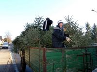 Weihnachtsbaum-Sammlung 2006