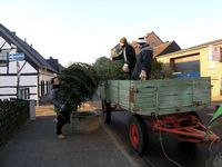 Weihnachtsbaum-Sammlung 2006