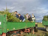 Weihnachtsbaum-Sammlung 2011