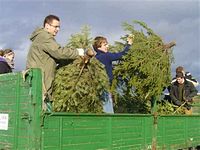 Weihnachtsbaum-Sammlung 2011