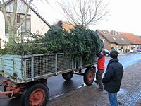 Weihnachtsbaum-Sammlung 2011