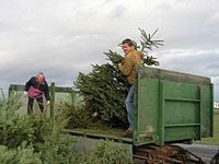 Weihnachtsbaum-Sammlung 2011