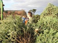 Weihnachtsbaum-Sammlung 2011