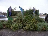 Weihnachtsbaum-Sammlung 2012