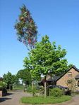 Maibaum 2007 An der Mohle