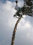 Maibaum der Feuerwehr