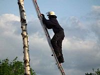 Maibaum der Feuerwehr