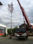 Maibaum der Feuerwehr