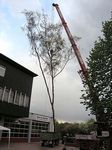 Maibaum 2006 der Feuerwehr