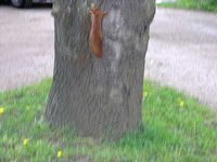 Maibaum der Jungschützen