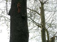 Maibaum der Jungschützen