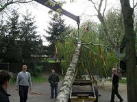 Maibaum der Jungschützen