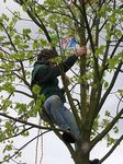 Maibaum 2006 der Mohle