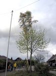 Maibaum 2006 der Mohle