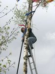 Maibaum 2006 der Mohle