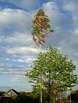 Maibaum der Mohle