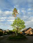 Maibaum der Mohle