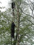 Maibaum 2006 der Jungschützen