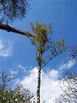 Maibaum 2006 der Jungschützen